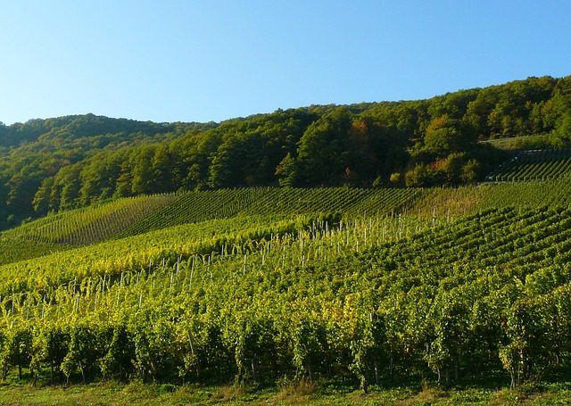 vineyard in Paris