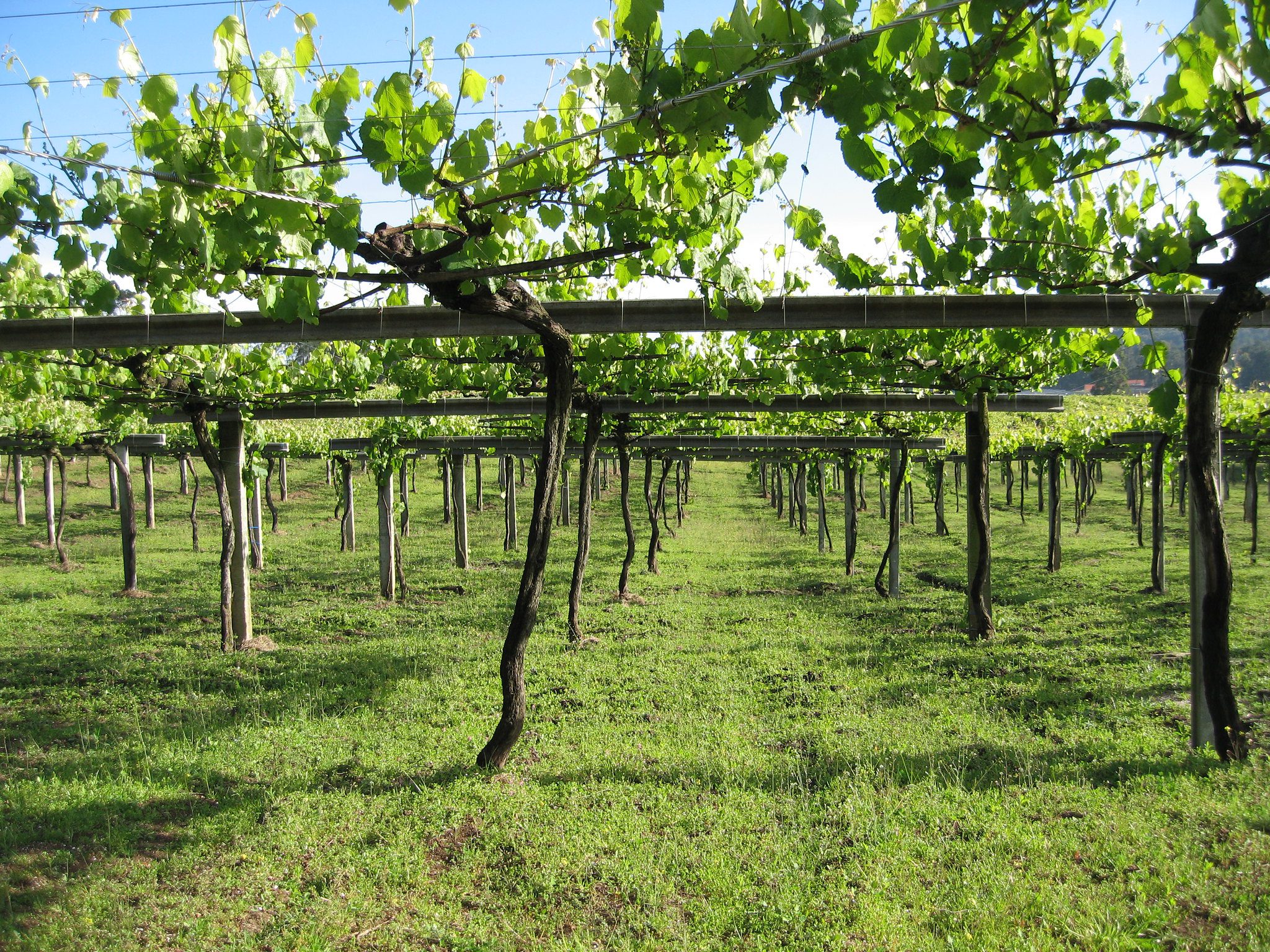 Valencia Requena wines