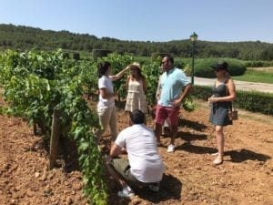 montserrat-vineyard