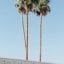 Three palm trees towering over a large Palm Springs sign.