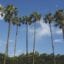 Tall palm trees against a blue sky.