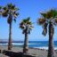 Four palm trees on rocky beach with the sea and blue skies behind. How to get from Tenerife South Airport to Playa de las Americas