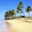A golden sandy beach lined with palm trees set against a blue sky.
