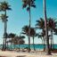 palm trees next to a sandy beach with 35 speed limit sign on the foreground