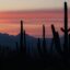 figures of cactuses shot against a pink and yellow sky at sunset