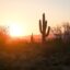 Phoenix desert pictured during sunset, silhouette of cactuses and other trees