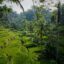 Green rice fields covered by trees in Bali. Take a Bali taxi for a relaxing start to your trip.