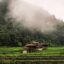 misty morning fog partly covering many trees over the green rice fields with some brown wooden homes