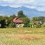 fountains appear at distance behind green trees, traditional homes in Thailand and a rice field