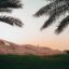 Sandy hillside and palm trees in Dammam, Saudi Arabia.