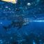 A view of a whale shark underwater near the surface.