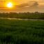View of Canggu rice fields at sunset.