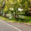 A tree-lined road on Denarau Island.
