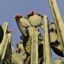Photo of long, straight and flowering cacti against a blue sky