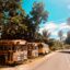 Journey through the heart of Tahiti's verdant forest on a scenic road trip. Three buses wind their way through the lush jungle, offering a glimpse of the island's vibrant culture and natural wonders. Get ready for an adventure that will leave you in awe of the majestic beauty of Tahiti.
