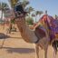 hurghada airport arrivals