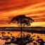 a black silhouette of a tree under an orange sunset reflecting on water below