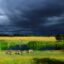 aminals grazing near Harare, travelling from Harare airport to city