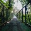 A suspension bridge through a lush green rainforest.