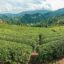 green field with mountains in the background on a cloudy day in Rize