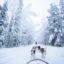 Two huskies pulling a sled through snow in the middle of a forest