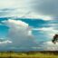 Expansive cloudy blue sky over a green field of tall grass and a tall tree.