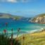 Scenic coastline in Ireland with green and blue sea waters, spanning blue sky, and red flowers in the foreground.