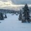 A pine tree forest in Pamporovo covered in snow.