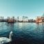 A white swan swims in the forefront of a pond appearing before buildings in Stavanger, Norway.