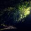 Sunlight peaks in through one of the many wooded forest areas near Bukit Mertajam.