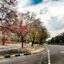 A tree lined main road in Chandigarh