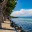 A row of trees along a footpath that runs along the shore of Lake Garda to the right.