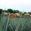 A view of an agave field in Tequila, with wooden barrels used to store the Mexican drink.