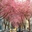 Pink trees blossom alongside a residential street in Bonn, Germany.