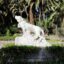 A statue of a dog in a park of Cochabamba.