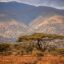 A savannah landscape in the park that is home to the Ngorongoro Crater.