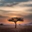 A photo of the Serengeti savannah at sunset.