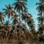 Trees in Tagum City.