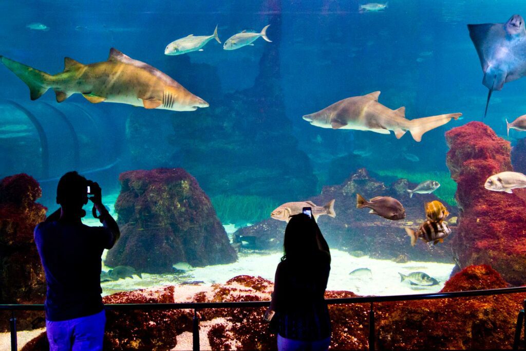 People watching fish swimming in the Barcelona Aquarium